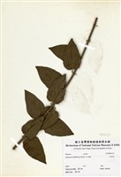 藏品(毛茉莉)的圖片